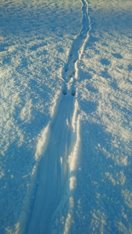 Saukon ura lammen jäällä