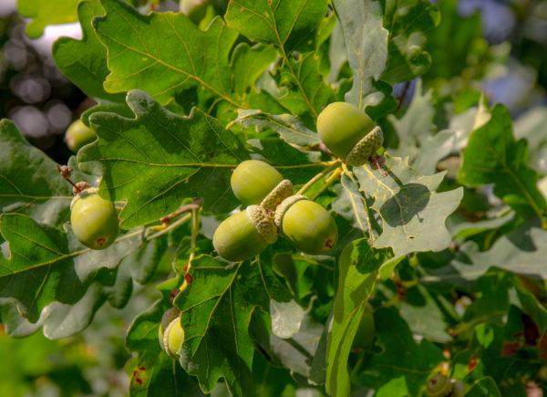 Tammenterhoista saadaan hyväsato
