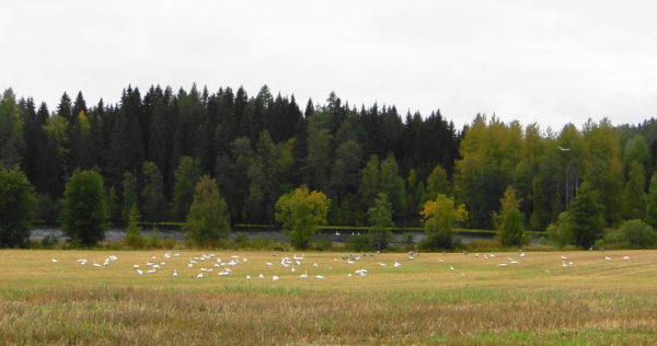 Joutsenet kokoontuvat muuttoa varten.