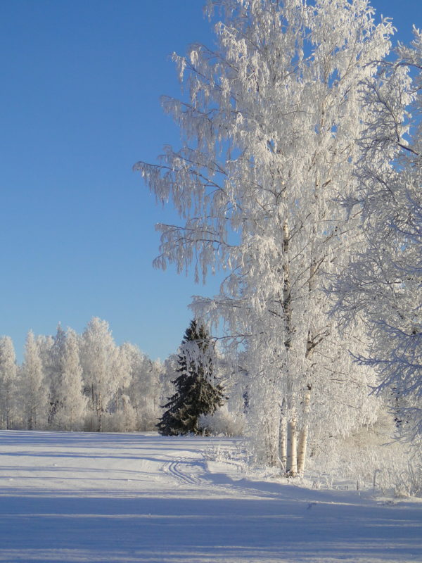 Talventuntua syksyllä, huurteisia puita latu