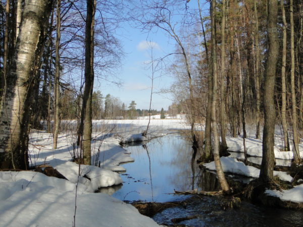 Kevät alkaa näkyä luonnossa