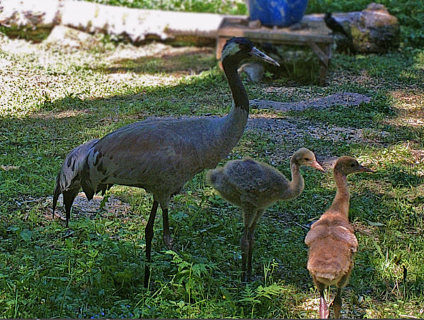 Kurki kahden poikasensa kanssa.