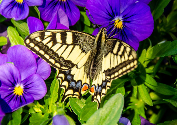Ritariperhonen vieraili orvokin kukissa.