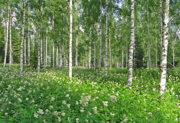 Koivikko on saanut hienon alus kukkameren