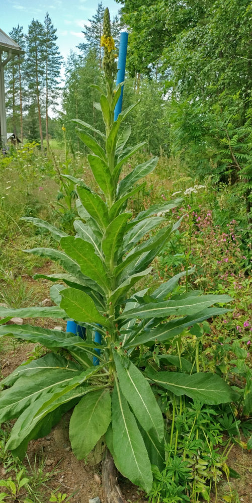 Ukontulikukka kasvoi vesijohto sulun ja merkin peittämiseen