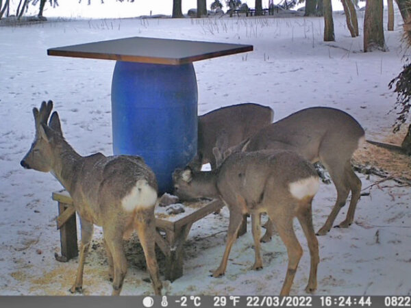 Kauriit ruokinta paikalla