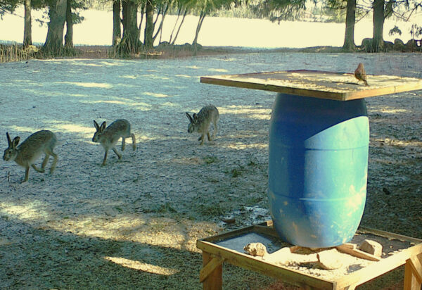 Rusakot marsii rivissä ruokinta paikalla, kevättä rinnassa.