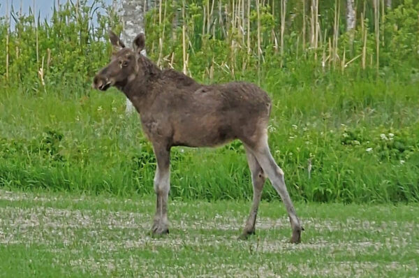 Nuori hirvi viertaili pihapiirissä