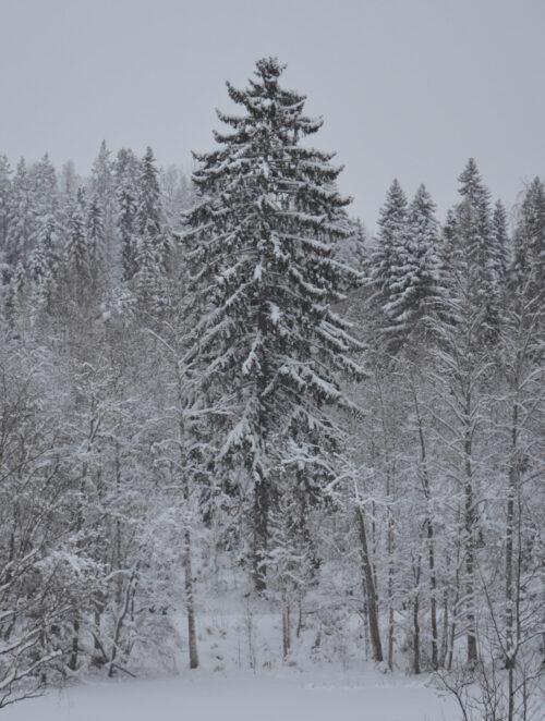 Vanha kuusipuu lumisena kuvassa on nähnyt monet joulut.
